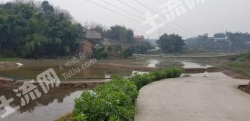 泸州江阳区 71亩 水田 经营权转包