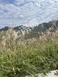 黔南贵定县 400亩 水浇地 经营权出租