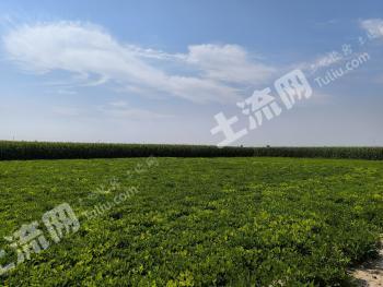 焦作武陟县 200.92亩 水浇地 经营权出租