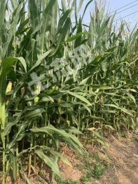 济南济阳区 50亩 水浇地 经营权出租