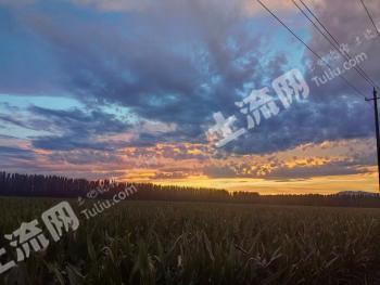 伊犁新源县 19391亩 旱地 经营权出租