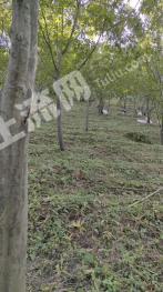 宣城广德县 114.25亩 其它林地 经营权转让