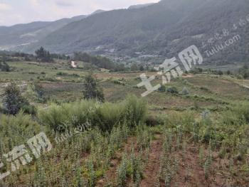 楚雄武定县 400亩 旱地 经营权出租