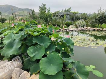 潍坊青州市200亩果园经营权转让