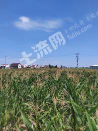 常德桃源县 480亩 水浇地 经营权出租