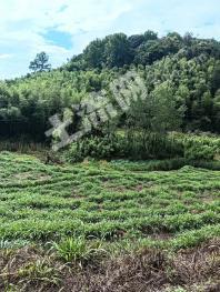 南平建阳区 50亩 竹林地 经营权出租