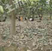 攀枝花米易县 11.57亩 果园 经营权出租