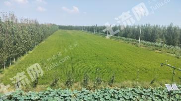 济宁鱼台县 900亩 水田 经营权转包