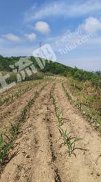 威海乳山市 110亩 水浇地 经营权出租