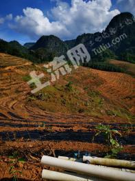 西双版纳勐腊县 319亩 其它林地 经营权出租