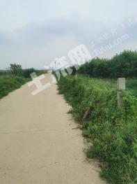 烟台莱阳市 70亩 水浇地 经营权出租