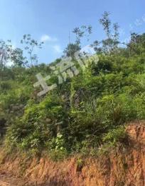 肇庆广宁县 800亩 其它林地 经营权出租