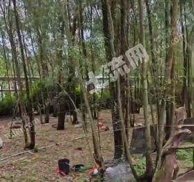 茂名茂南区 30亩 农场 使用权出租