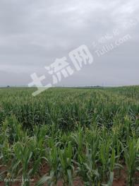 河南济源 200亩 水浇地 经营权出租