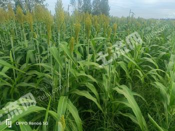 南阳宛城区 3000亩 水浇地 经营权出租
