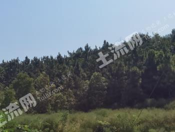 武汉黄陂区 213.89亩 其它林地 经营权出租