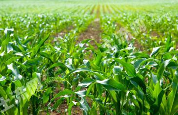 济宁嘉祥县 2000亩 水浇地 经营权出租