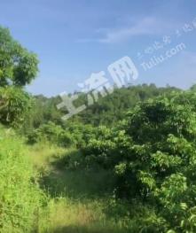 茂名化州市 130亩 果园 经营权转让