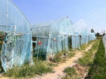 枣庄市中区 8亩 水田 经营权转让