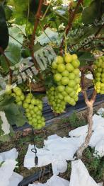 眉山彭山区 20.81亩 果园 经营权转让