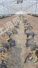 哈尔滨道里区 1.27亩 其它园地 经营权出租