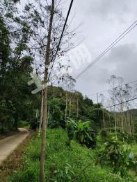 肇庆德庆县 72.09亩 其它林地 经营权出租