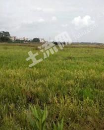 茂名茂南区 638亩 水田 经营权出租