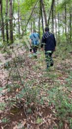 常德石门县 400亩 其它林地 经营权出租