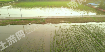 玉溪红塔区 87.77亩 水田 经营权出租