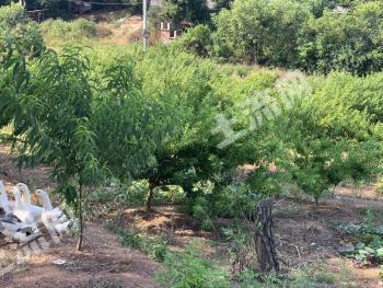 韶关南雄市 80亩 果园 经营权转让