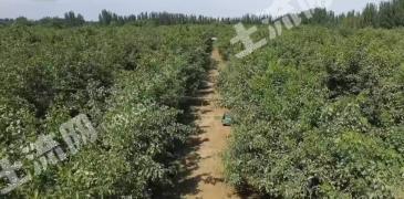 阿克苏库车县 70亩 果园 经营权出租