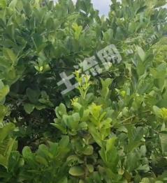 湛江吴川市 70亩 其它林地 经营权转让