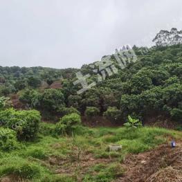茂名高州市 40亩 果园 经营权转让