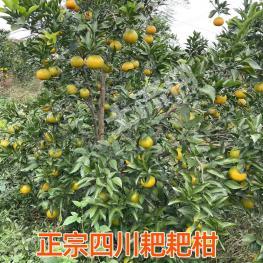 广安武胜县 35.25亩 果园 经营权出租