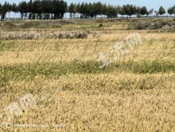 大庆林甸县 3377.77亩 水田 经营权出租