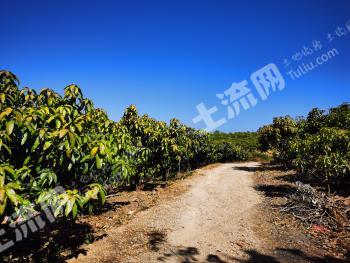丽江华坪县 313亩 其它林地 经营权转让