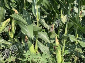 济南济阳区 103亩 水浇地 经营权出租