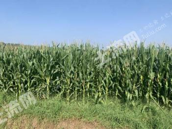 德州齐河县 900亩 水浇地 经营权出租