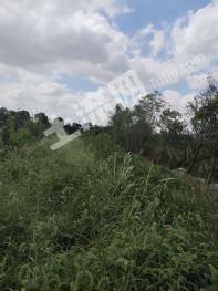 上海崇明县 7.12亩 旱地 经营权出租