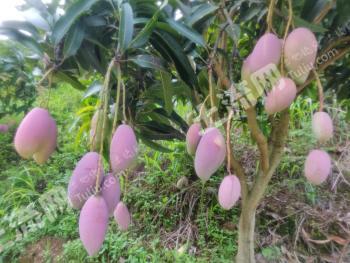 百色田阳县 100亩 果园 经营权出租