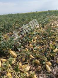 伊犁霍城县 260亩 水浇地 经营权出租