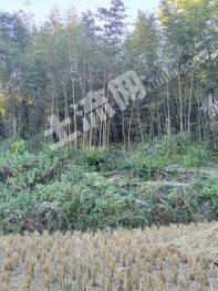 湘西凤凰县 10000亩 灌木林地 经营权出租