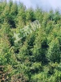 茂名高州市 666亩 其它林地 经营权转让