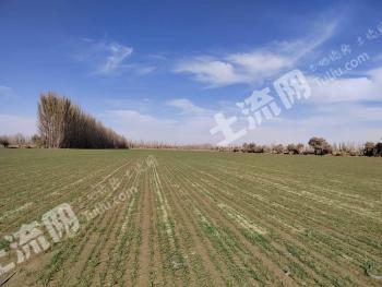 和田于田县 9708亩 水浇地 经营权出租