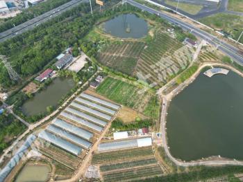 镇江丹阳市 306亩 设施农用地 经营权出租