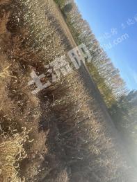 兴安盟扎赉特旗 55亩 旱地 经营权出租