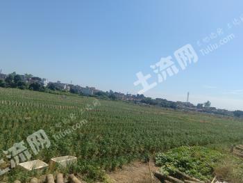 江门鹤山市 120亩 水田 经营权出租