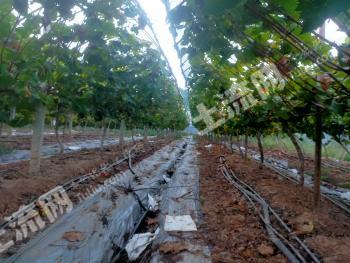 绵阳游仙区 33亩 果园 经营权出租