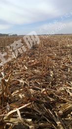 兴安盟右旗4000亩水浇地经营权出租