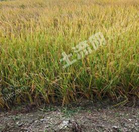 合肥肥东县 120亩 水浇地 经营权出租